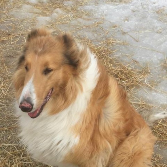 Meet your Posher, Donna - Picture 1 of 1